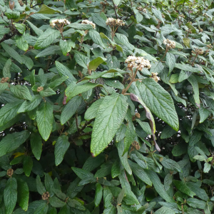 Photographie n°2456606 du taxon Viburnum rhytidophyllum Hemsl.