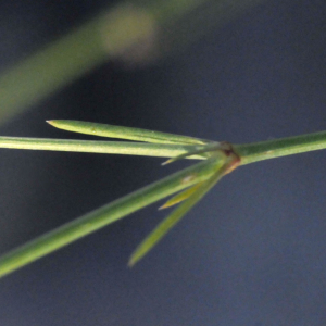 Photographie n°2456632 du taxon Asperula cynanchica L.