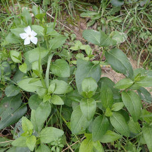 Photographie n°2456756 du taxon Vinca difformis Pourr.