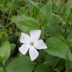 Photographie n°2456757 du taxon Vinca difformis Pourr.