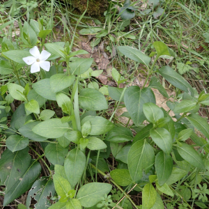 Photographie n°2456759 du taxon Vinca difformis Pourr.