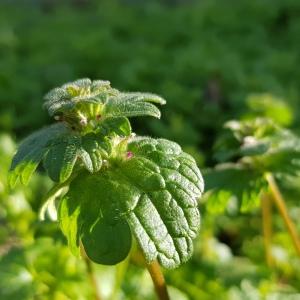 Photographie n°2456802 du taxon Lamium amplexicaule L.