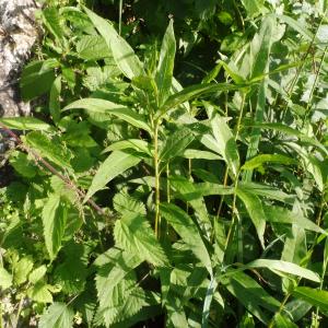 Photographie n°2456820 du taxon Persicaria amphibia (L.) Gray [1821]