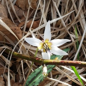 Photographie n°2456849 du taxon Erythronium dens-canis L.