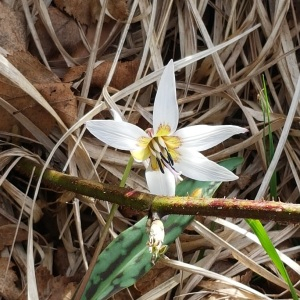 Photographie n°2456850 du taxon Erythronium dens-canis L.