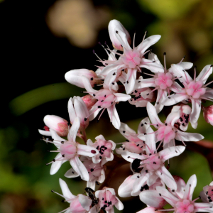 Photographie n°2456899 du taxon Sedum album L. [1753]