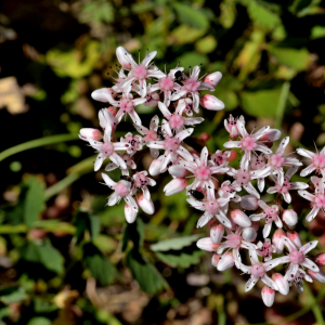 Photographie n°2456900 du taxon Sedum album L. [1753]