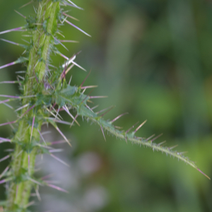 Photographie n°2456979 du taxon Cirsium palustre (L.) Scop. [1772]