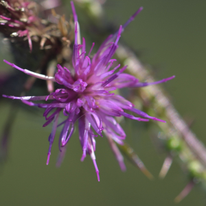 Photographie n°2456980 du taxon Cirsium palustre (L.) Scop. [1772]