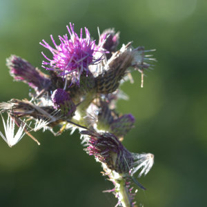 Photographie n°2456982 du taxon Cirsium palustre (L.) Scop. [1772]