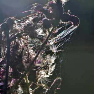 Photographie n°2456984 du taxon Cirsium palustre (L.) Scop. [1772]