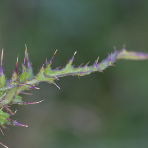 Photographie n°2456985 du taxon Cirsium palustre (L.) Scop. [1772]