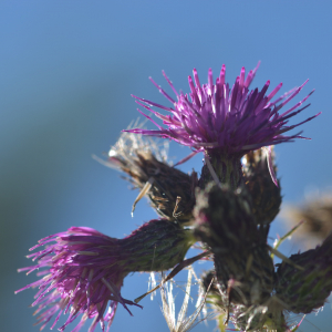 Photographie n°2456986 du taxon Cirsium palustre (L.) Scop. [1772]