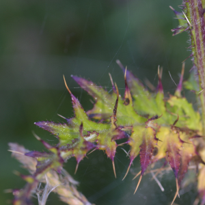 Photographie n°2456988 du taxon Cirsium palustre (L.) Scop. [1772]