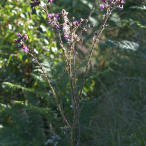 Photographie n°2456991 du taxon Cirsium palustre (L.) Scop. [1772]