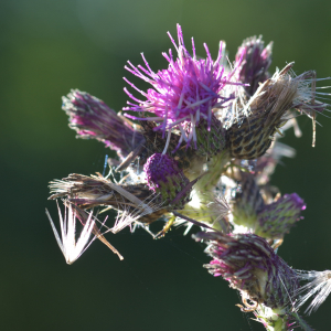 Photographie n°2456992 du taxon Cirsium palustre (L.) Scop. [1772]