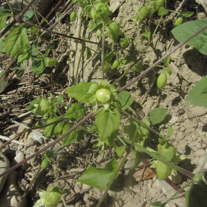 Photographie n°2457121 du taxon Silene baccifera (L.) Roth