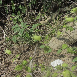 Photographie n°2457126 du taxon Silene baccifera (L.) Roth