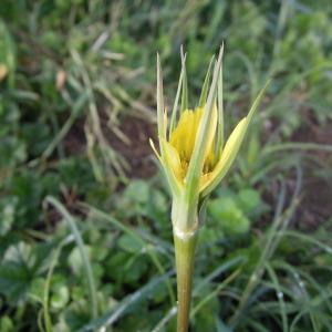 Photographie n°2457137 du taxon Tragopogon dubius Scop.