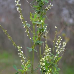 Photographie n°2457140 du taxon Melilotus albus Medik. [1787]