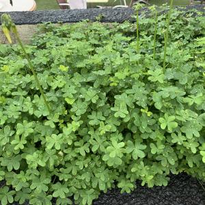 Photographie n°2457177 du taxon Oxalis pes-caprae L. [1753]
