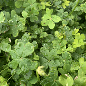 Photographie n°2457179 du taxon Oxalis pes-caprae L. [1753]