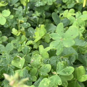 Photographie n°2457180 du taxon Oxalis pes-caprae L. [1753]