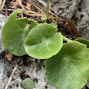 Photographie n°2457184 du taxon Umbilicus rupestris (Salisb.) Dandy