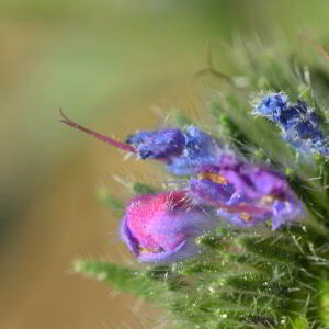 Photographie n°2457192 du taxon Echium vulgare L. [1753]