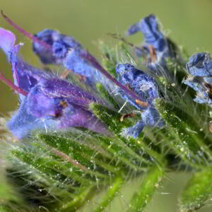 Photographie n°2457194 du taxon Echium vulgare L. [1753]