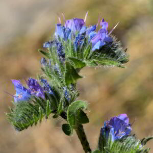 Photographie n°2457198 du taxon Echium vulgare L. [1753]