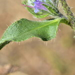 Photographie n°2457199 du taxon Echium vulgare L. [1753]