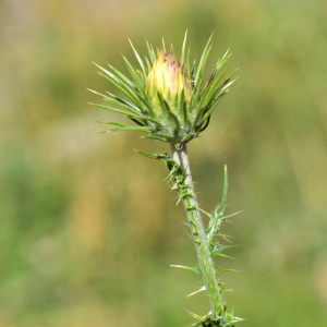 Photographie n°2457206 du taxon Carduus defloratus L. [1759]