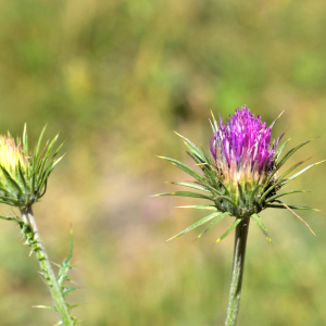 Photographie n°2457211 du taxon Carduus defloratus L. [1759]