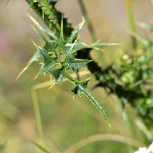 Photographie n°2457216 du taxon Carduus defloratus L. [1759]