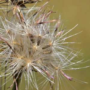 Photographie n°2457217 du taxon Carduus defloratus L. [1759]