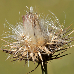 Photographie n°2457223 du taxon Carduus defloratus L. [1759]