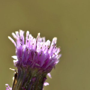 Photographie n°2457245 du taxon Cirsium arvense (L.) Scop. [1772]