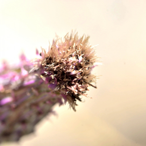 Photographie n°2457248 du taxon Cirsium arvense (L.) Scop. [1772]