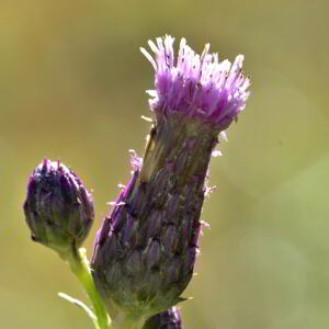 Photographie n°2457249 du taxon Cirsium arvense (L.) Scop. [1772]