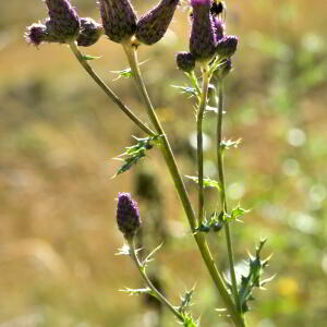 Photographie n°2457252 du taxon Cirsium arvense (L.) Scop. [1772]