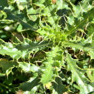 Photographie n°2457253 du taxon Cirsium arvense (L.) Scop. [1772]