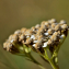  Jean Paul Saint Marc - Achillea millefolium L. [1753]