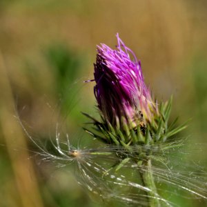 Photographie n°2457340 du taxon Carduus defloratus L. [1759]