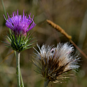 Photographie n°2457346 du taxon Carduus defloratus L. [1759]