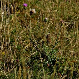 Photographie n°2457357 du taxon Carduus defloratus L. [1759]