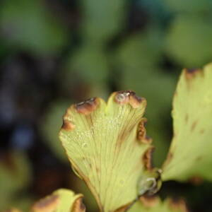 Photographie n°2457408 du taxon Adiantum capillus-veneris L.