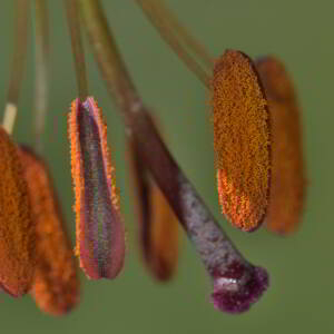 Photographie n°2457469 du taxon Lilium martagon L.