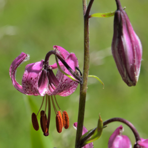 Photographie n°2457471 du taxon Lilium martagon L.