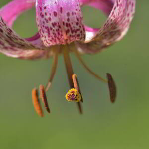 Photographie n°2457472 du taxon Lilium martagon L.